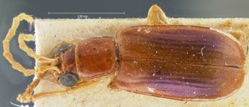 Media type: image; Entomology 18297   Aspect: habitus dorsal view